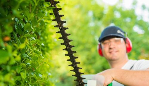 Symbolbild Verzicht auf Heckenschnitt Symbolbild Verzicht auf Heckenschnitt