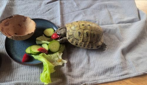 Schildkröte sucht Eigentümer Schildkröte sucht Eigentümer