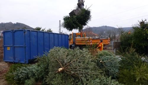 Abholung der Christbäume Abholung der Christbäume