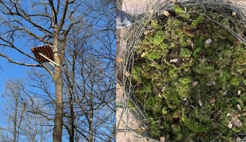 Schwarzstorchhorst Schwarzstorchhorst