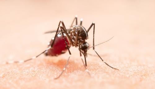 Asiatische Tigermücke Asiatische Tigermücke