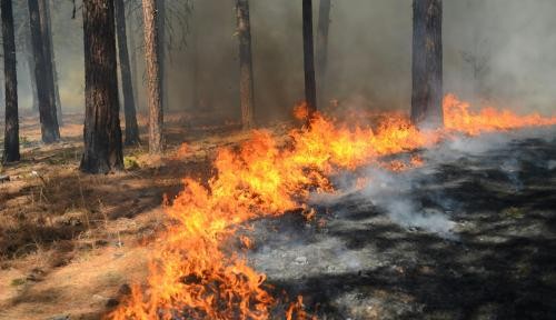 Imagebild Waldbrandgefahr Imagebild Waldbrandgefahr