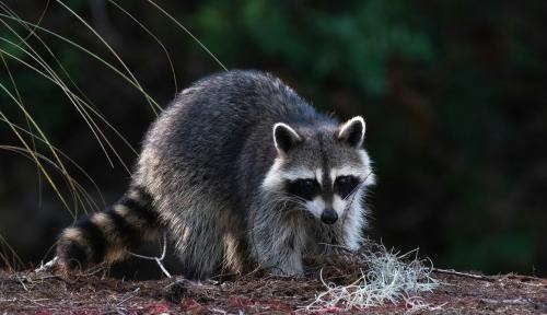 Waschbär Waschbär