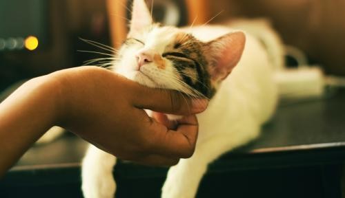 KatzenschutzVO / Fütterung von Katzen KatzenschutzVO / Fütterung von Katzen