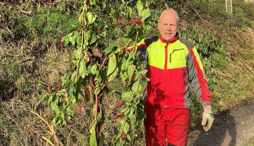 Forstwirt Jochen Benkwitz mit ausgegrabener Kermesbeere Forstwirt Jochen Benkwitz mit ausgegrabener Kermesbeere
